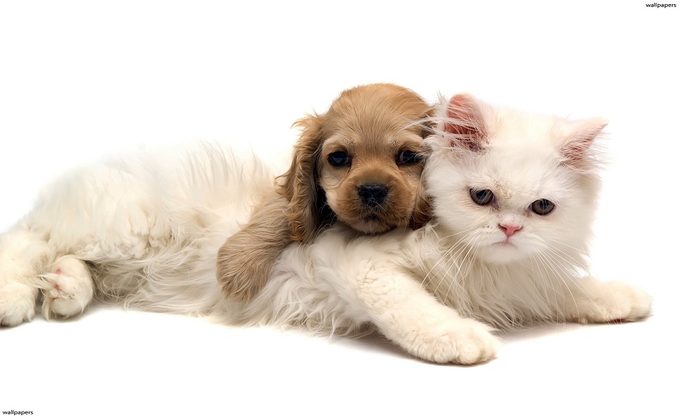 Quality Pets Care on Lowest Price